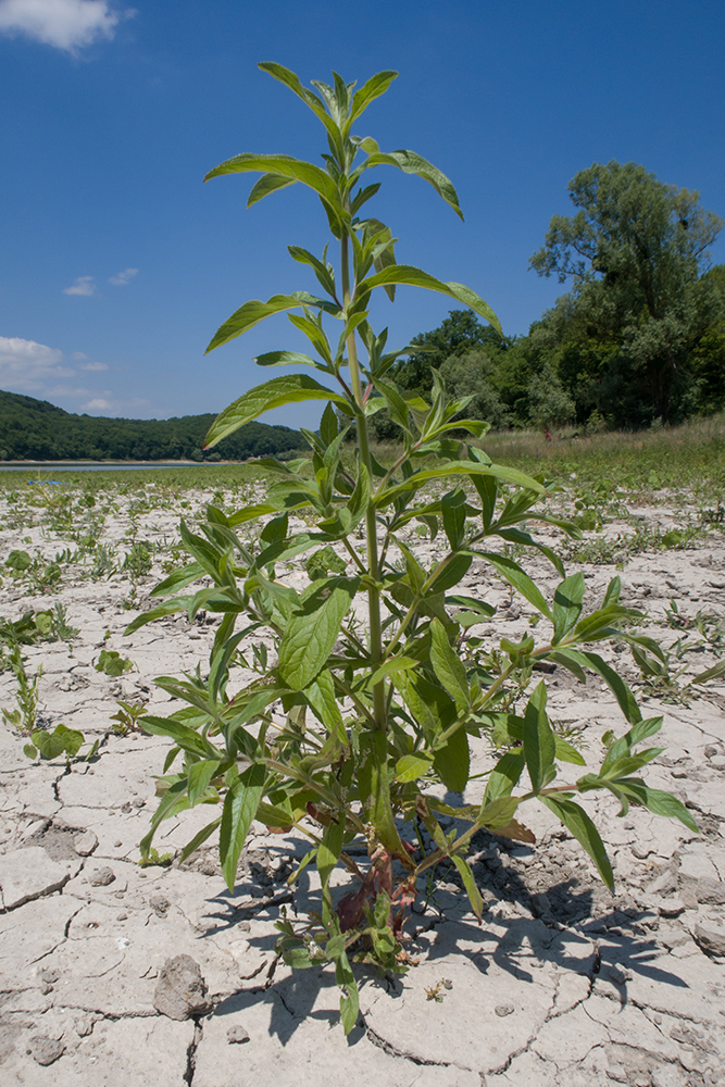 Image of Epilobium hirsutum specimen.