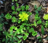 Chrysosplenium pseudofauriei