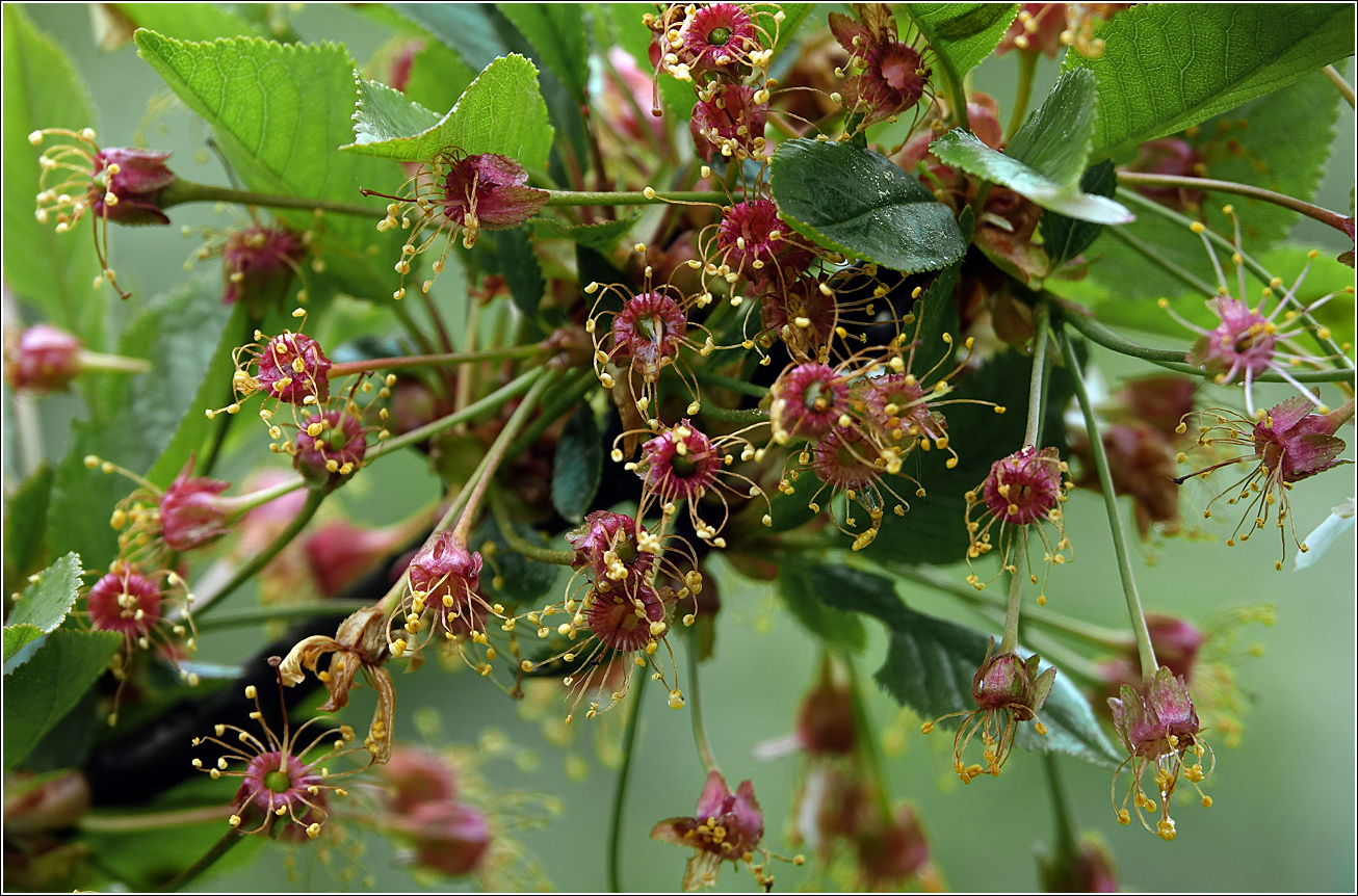 Изображение особи Cerasus vulgaris.