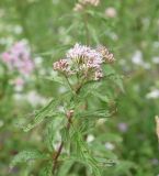 Eupatorium cannabinum