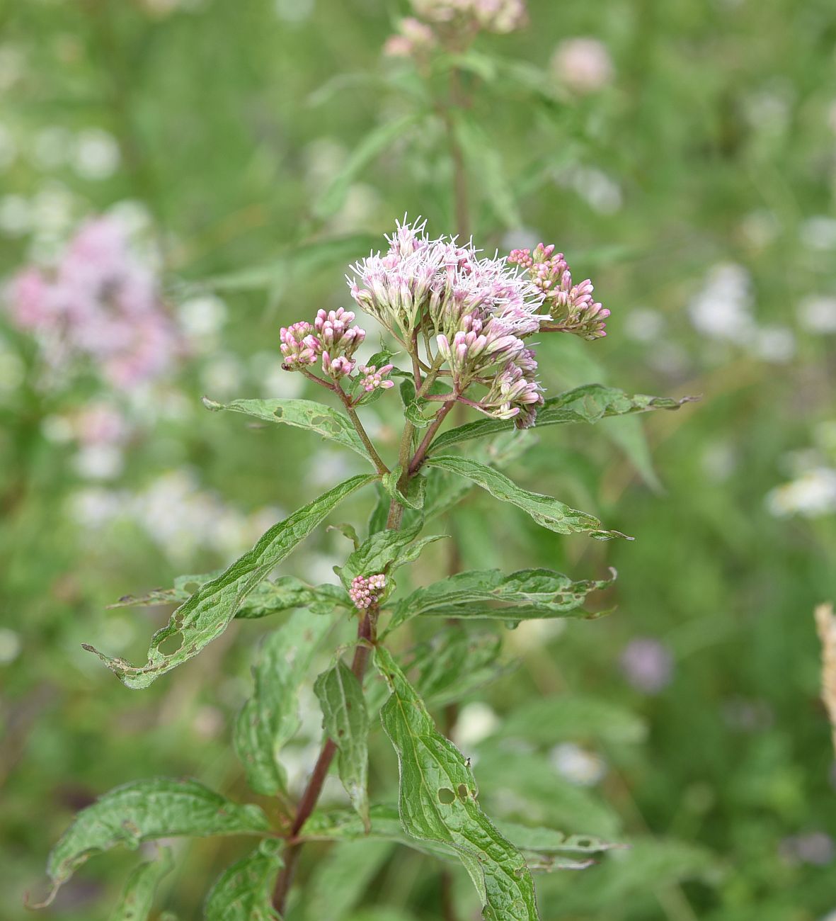 Изображение особи Eupatorium cannabinum.