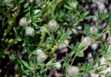 Trifolium arvense