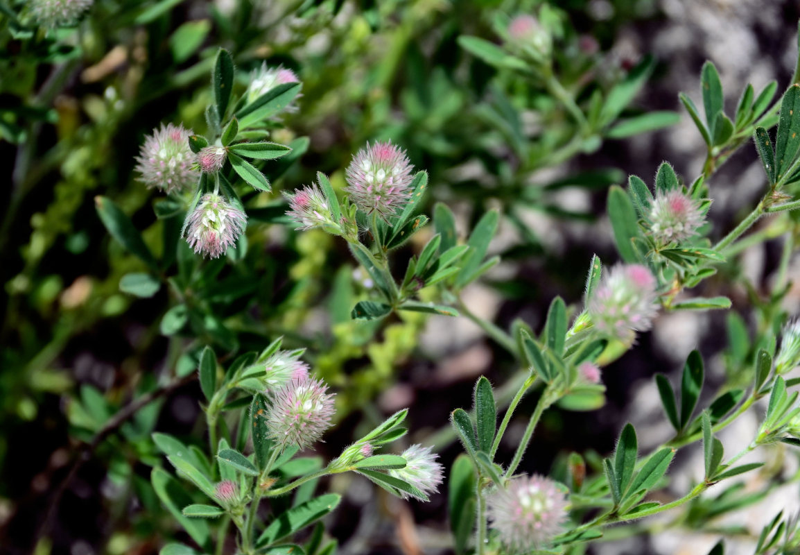 Изображение особи Trifolium arvense.