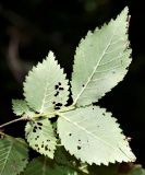 Ulmus подвид canescens