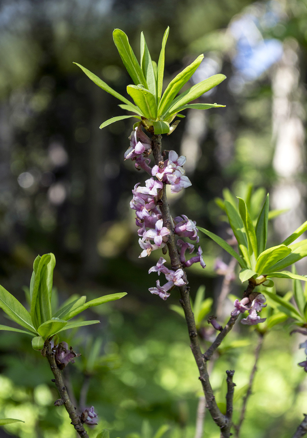 Изображение особи Daphne mezereum.