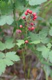 genus Actaea. Соплодие. Челябинская обл., Кыштымский городской округ, окр. скалы Крылья Дракона, сосново-берёзовый лес. 4 июля 2023 г.