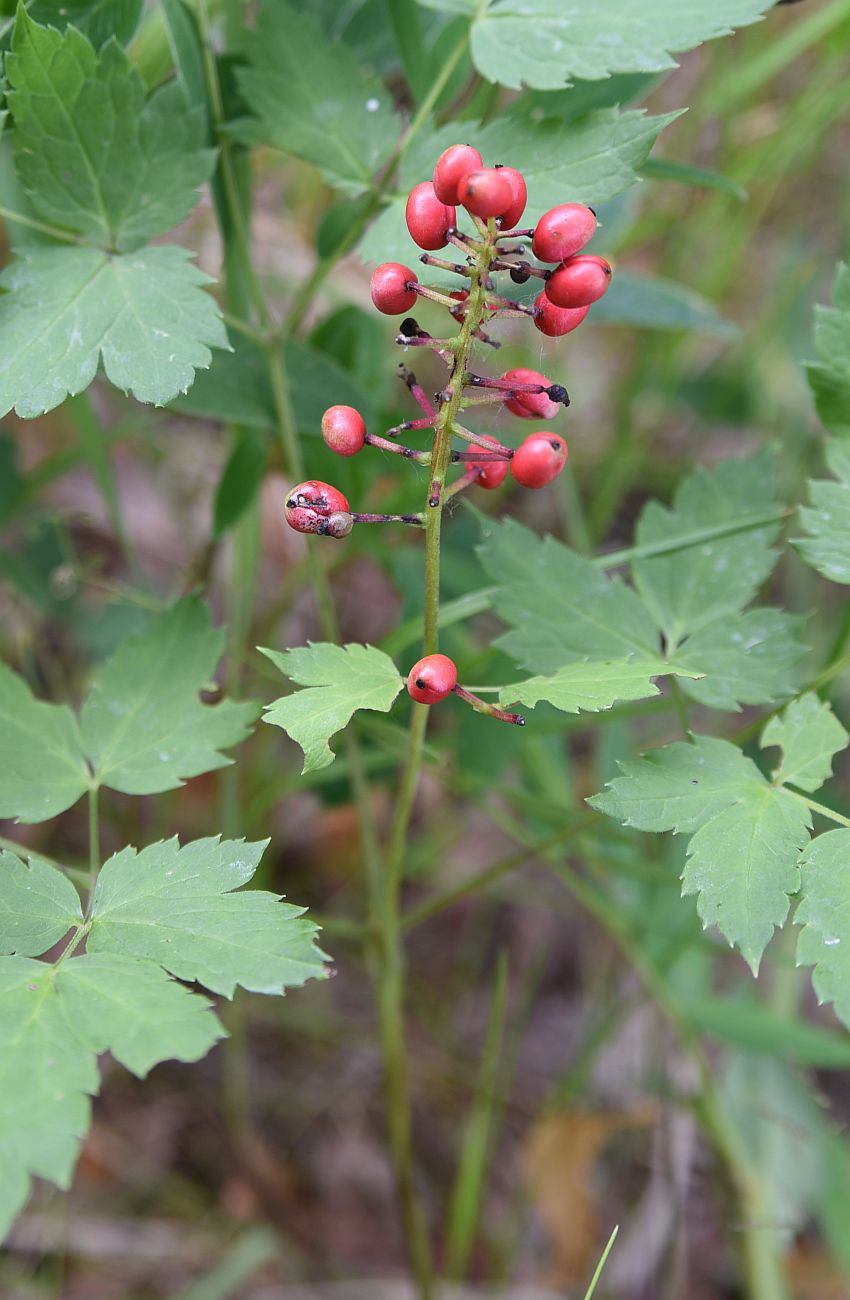 Image of genus Actaea specimen.