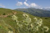 род Cirsium. Верхушка цветущего растения. Чечня, Итум-Калинский р-н, окр. ур. Цамадой, выс. 2150 м н.у.м., обочина дороги. 6 августа 2023 г.