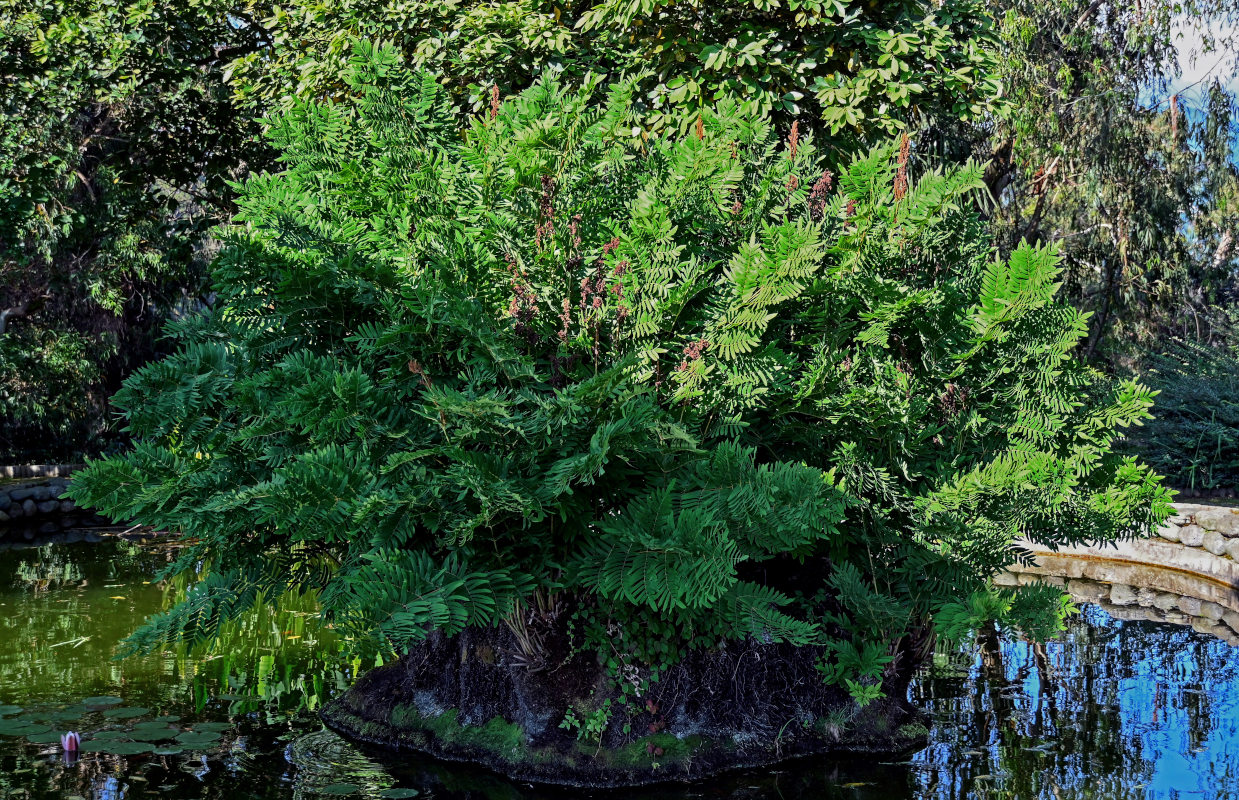 Image of Osmunda regalis specimen.