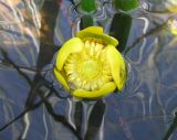Nuphar lutea