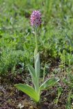 Orchis simia