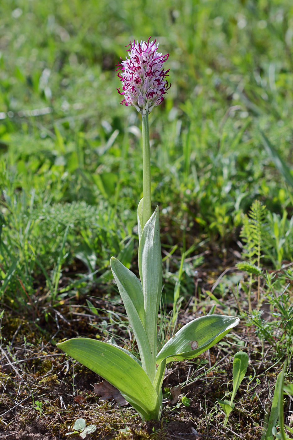 Image of Orchis simia specimen.