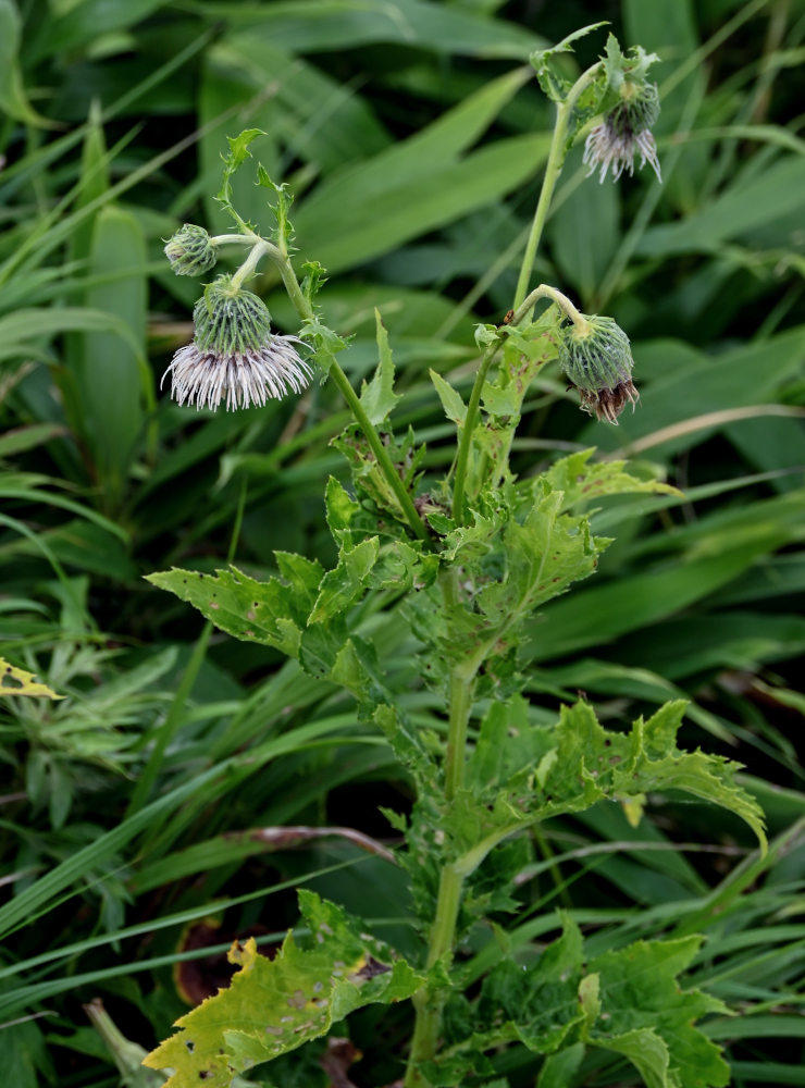 Image of Cirsium kamtschaticum specimen.