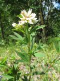 Trifolium lupinaster разновидность albiflorum. Верхушка побега с соцветиями. Казахстан, Восточно-Казахстанская обл., Западно-Алтайский заповедник; Западный Алтай, хр. Линейский, окр. пер. Линейский, ≈ 1600 м н.у.м., опушка смешанного леса. 1 июля 2023 г.