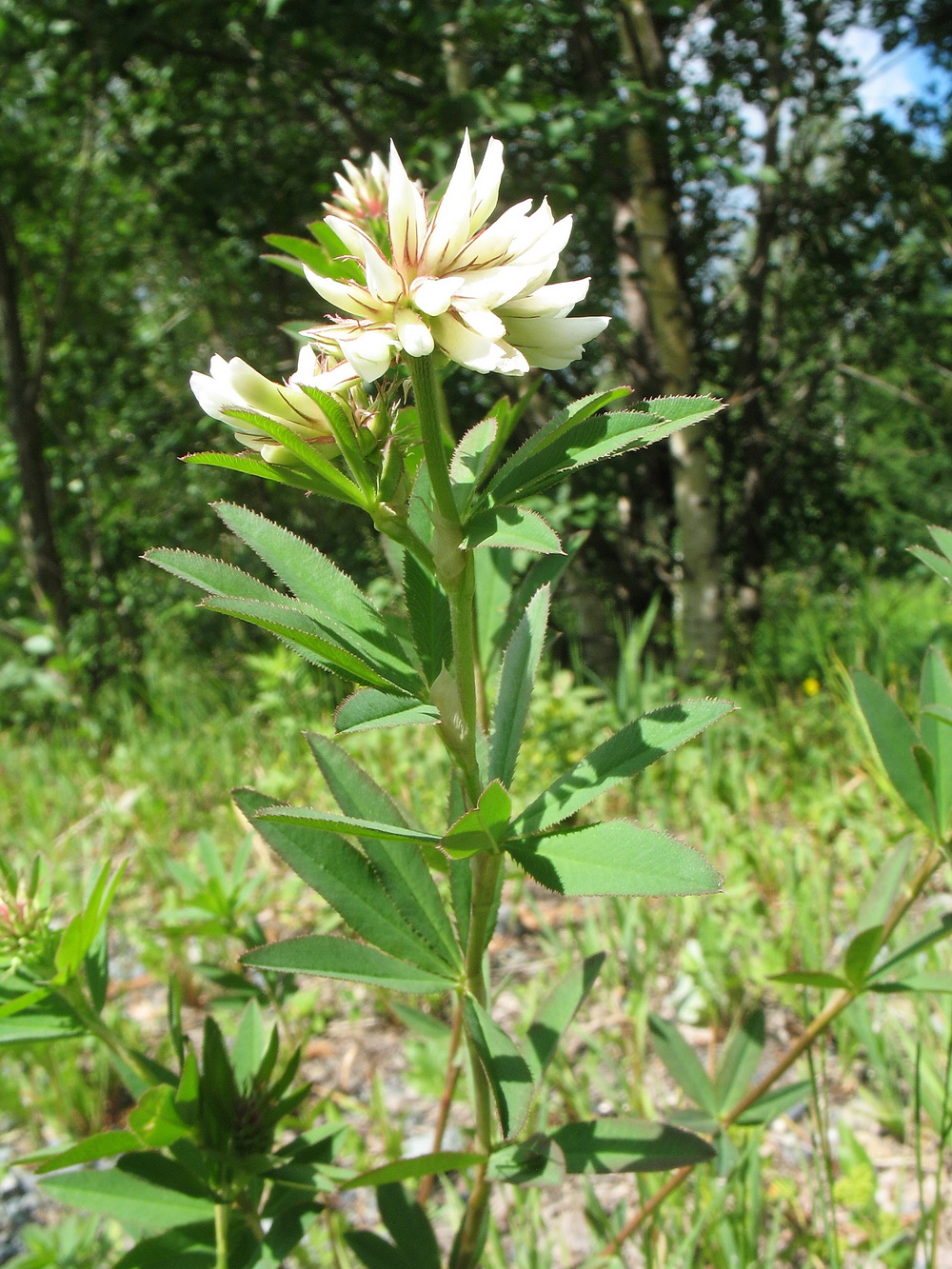 Image of Trifolium lupinaster var. albiflorum specimen.