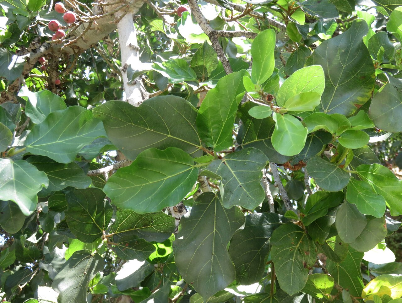 Изображение особи Ficus sycomorus.