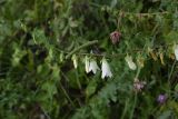 Campanula alliariifolia. Соцветие с бутонами, цветущими и отцветающими цветками. Чечня, Шаройский р-н, бассейн р. Цесиахк, нижняя часть долины левого притока, луг. 10 августа 2023 г.