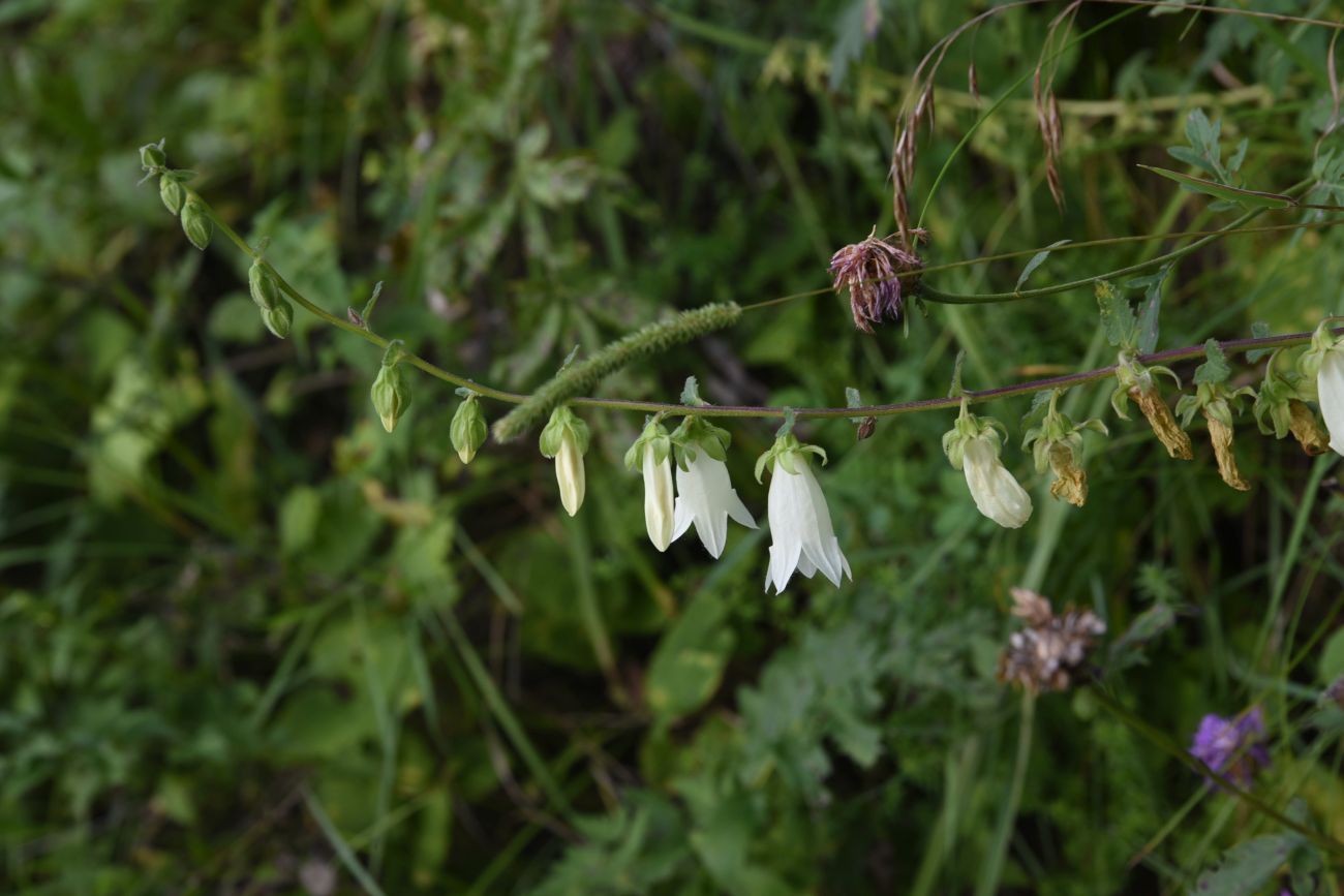 Image of Campanula alliariifolia specimen.