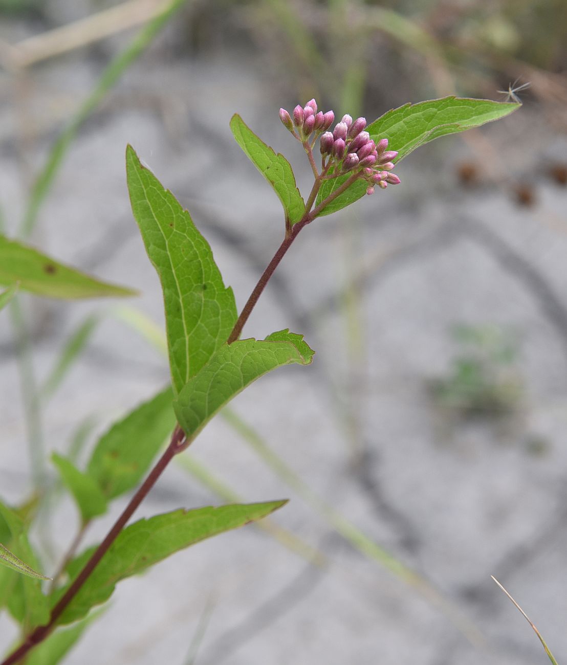 Image of Eupatorium cannabinum specimen.