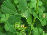 Medicago denticulata