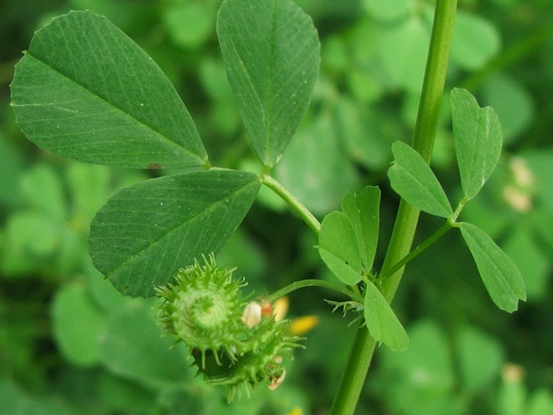 Изображение особи Medicago denticulata.