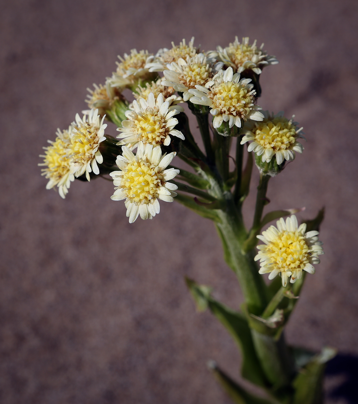 Изображение особи Petasites spurius.