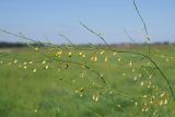 Asparagus officinalis