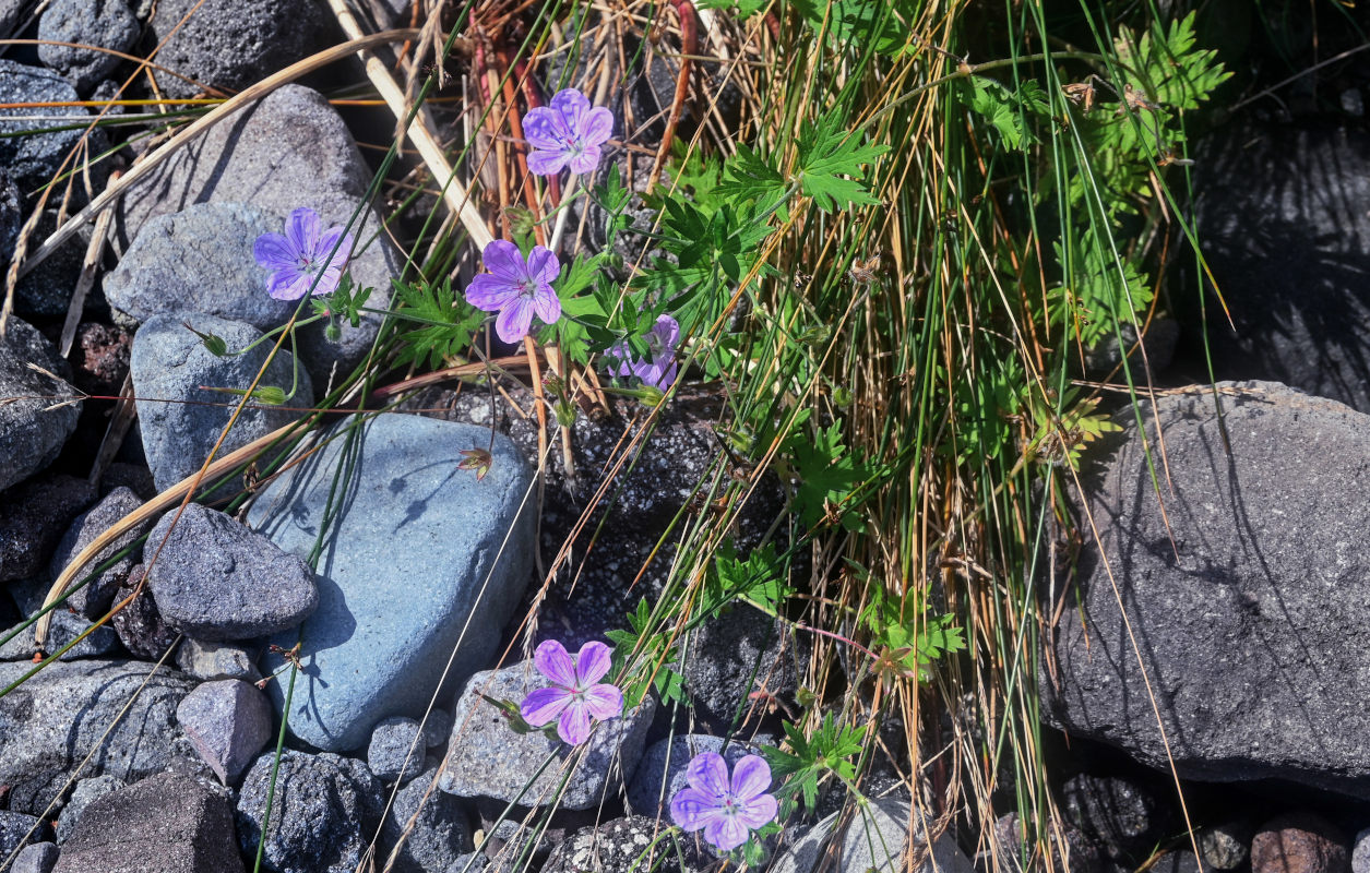 Изображение особи Geranium yesoense.