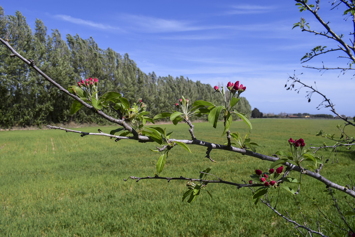 Изображение особи Malus prunifolia.