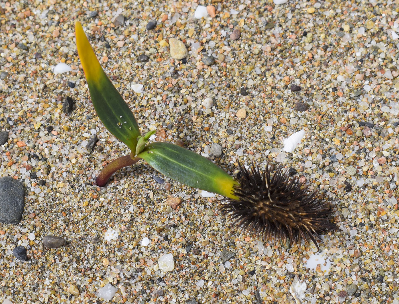 Image of Xanthium orientale specimen.