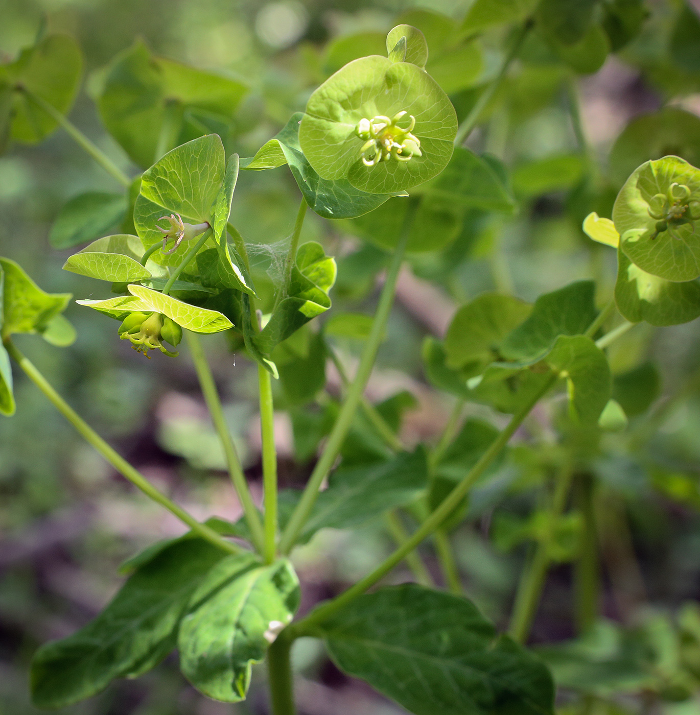 Image of Euphorbia oblongifolia specimen.