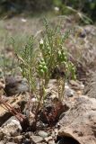 Vicia ervilia