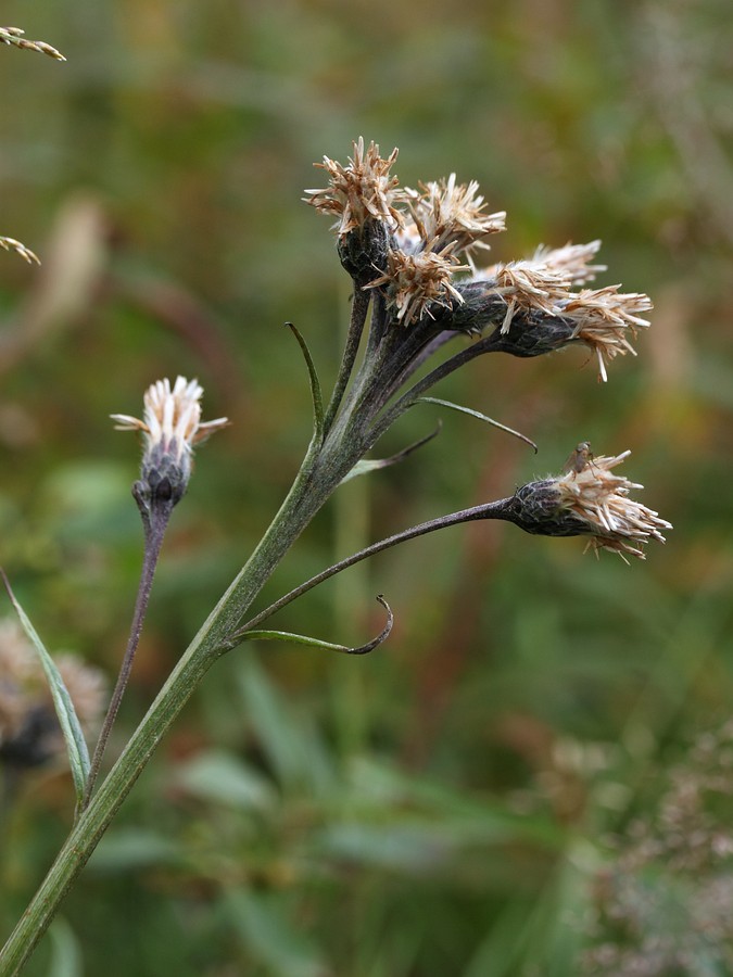 Image of Saussurea alpina specimen.