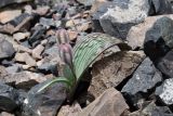 Tulipa regelii