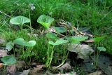 Viola palustris