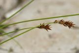 Carex spicata