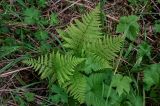 genus Athyrium