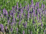 Lavandula angustifolia. Верхушки расцветающих растений. Краснодарский край, м.о. Новороссийск, сельский округ Абрау-Дюрсо, парк. 10.06.2021.