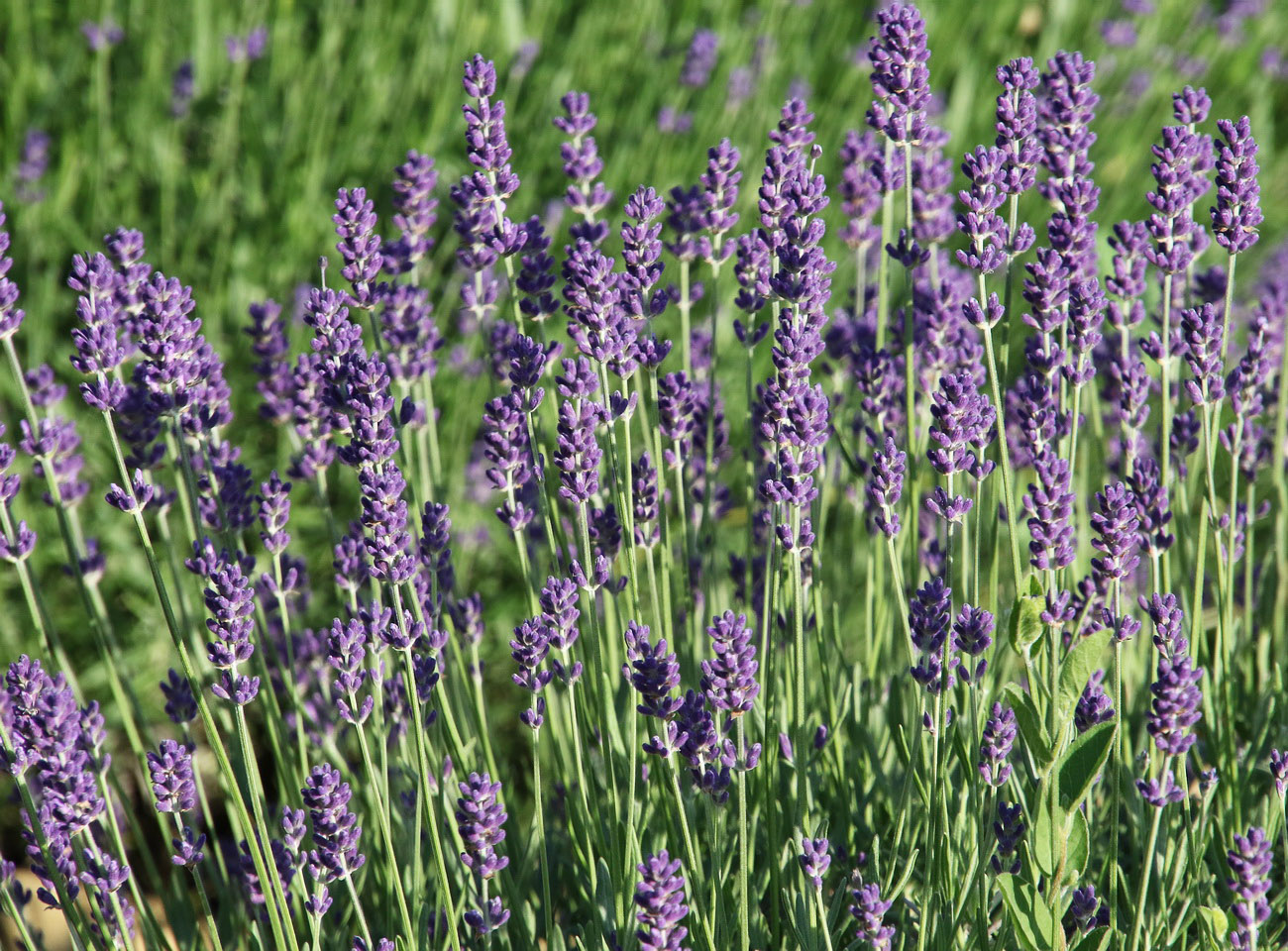 Изображение особи Lavandula angustifolia.