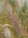 Pennisetum alopecuroides