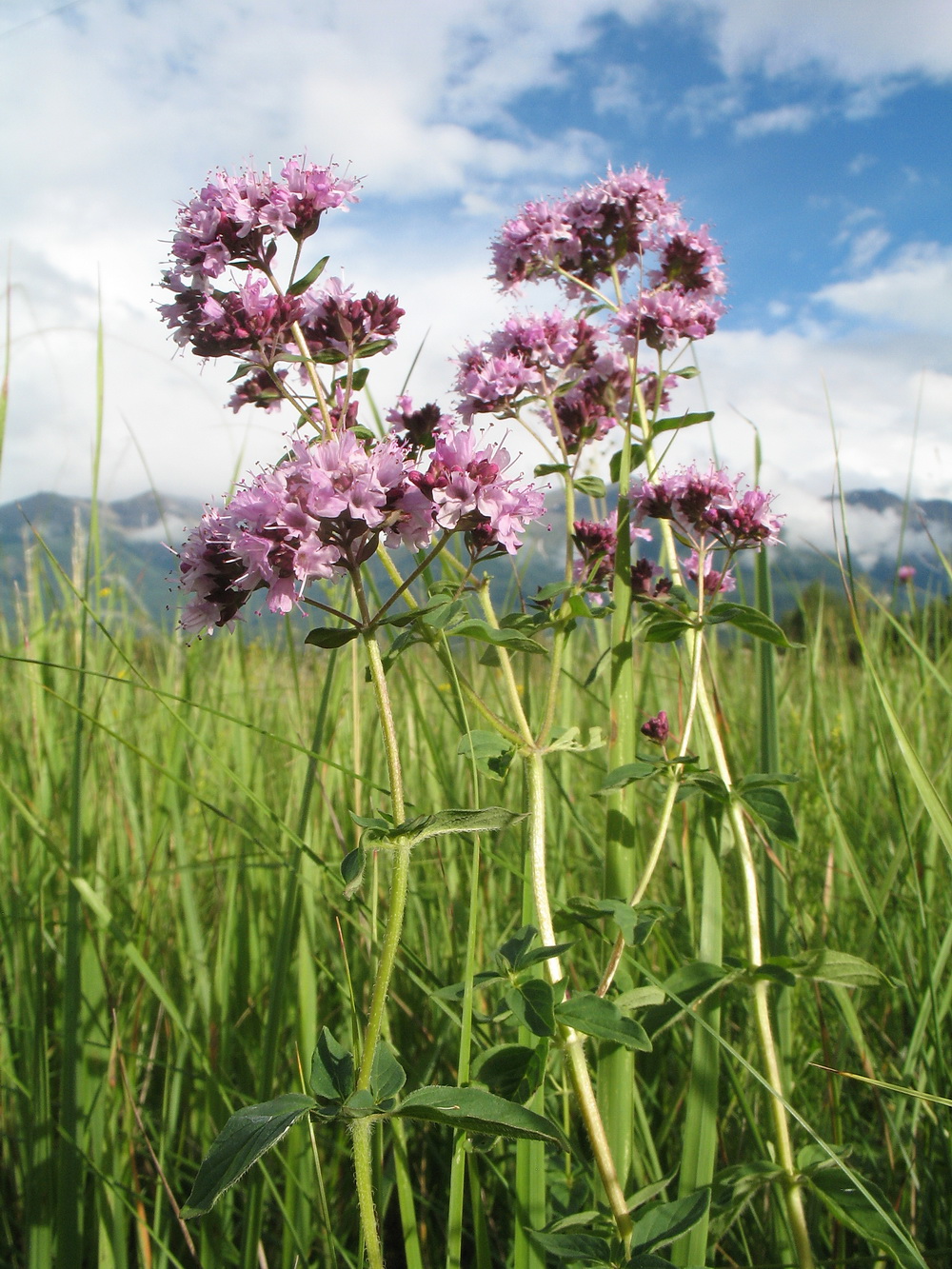 Изображение особи Origanum vulgare.
