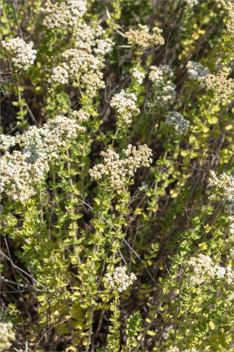 Image of Origanum onites specimen.