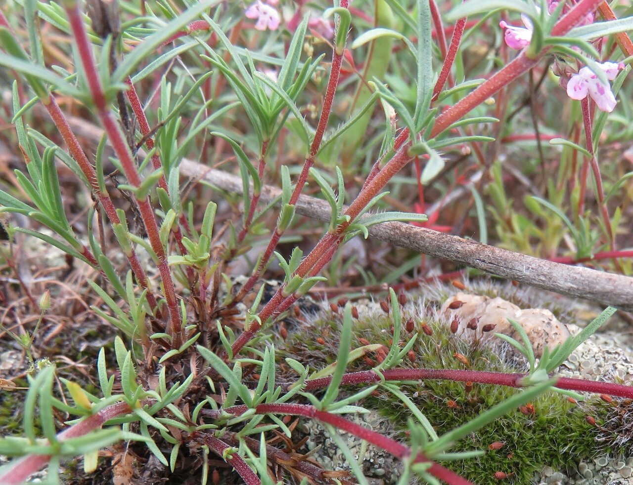 Image of Thymus striatus specimen.