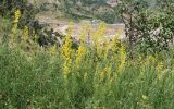 Galium pamiro-alaicum