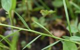 genus Polygala
