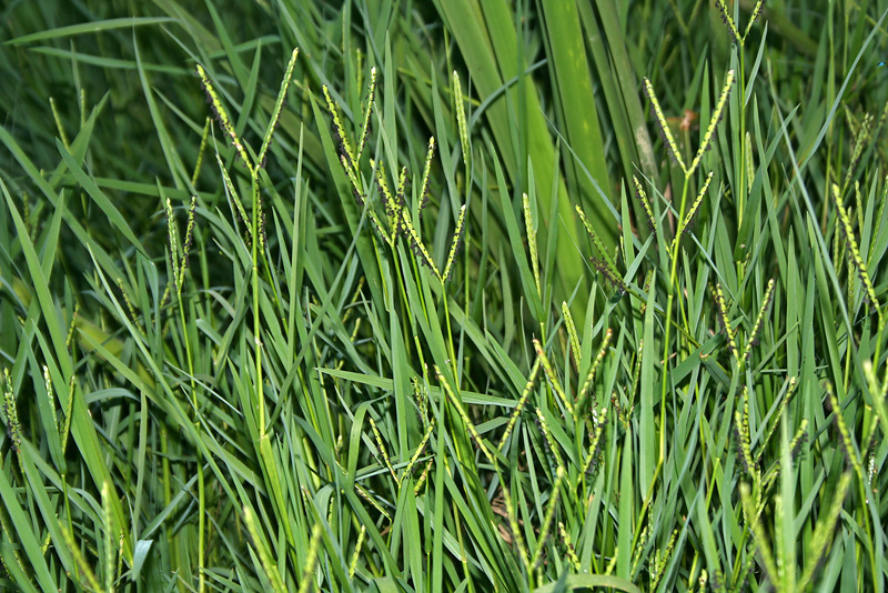 Image of Paspalum paspalodes specimen.