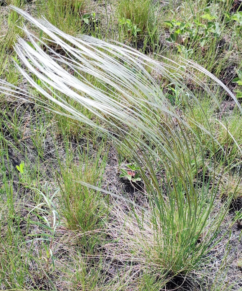 Image of Stipa pennata specimen.