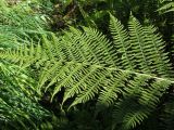 Athyrium filix-femina