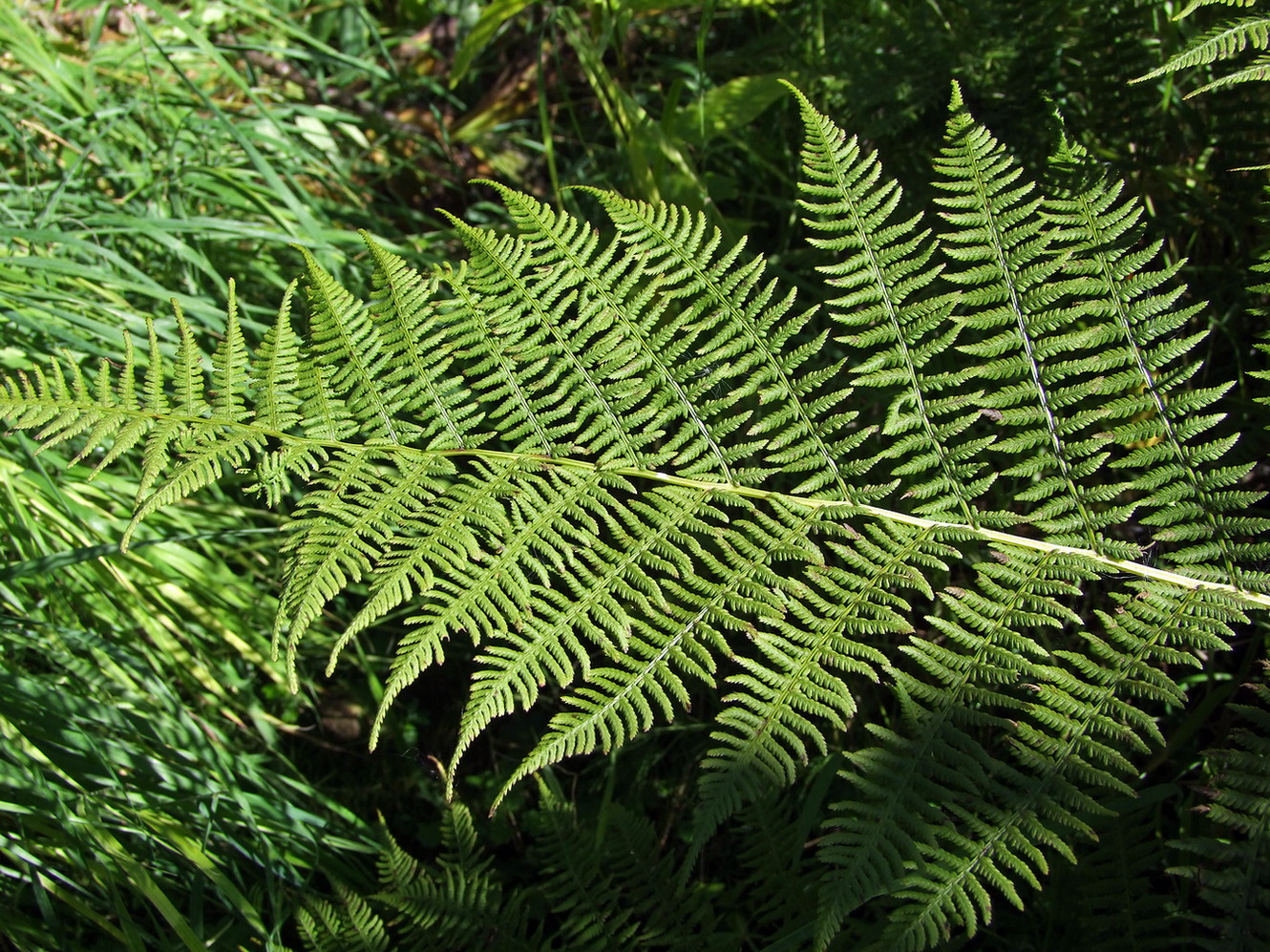Image of Athyrium filix-femina specimen.