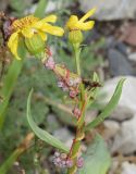 Senecio racemulifer